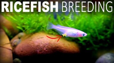 The Ricefish Are Breeding: Spring In The Fish Room