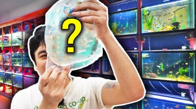 This Fish LEAVES the Water to Breed! Unboxing Rare Aquarium Fish