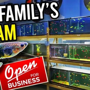 Will the American Dream Save This Family? The Struggles of a Fish Store.