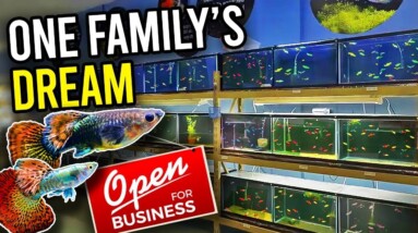 Will the American Dream Save This Family? The Struggles of a Fish Store.