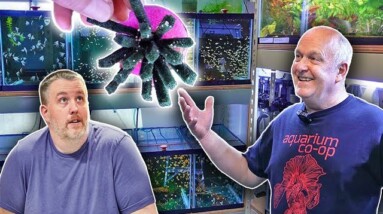 EVERYTHING is Breeding in This Fish Room