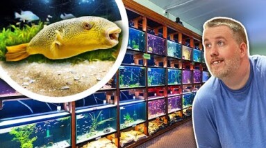 It's 2022 and Aquarium Co-Op is Getting a BIG Makeover [Fish Store Tour]