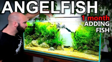 mth.1: The Angelfish Aquarium... Adding Cory Fish
