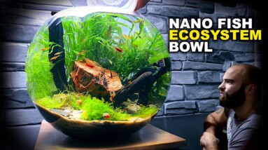 Nano Fish Ecosystem Bowl: AMAZING NO WATER CHANGE & No Filter Aquarium (Aquascape Tutorial)