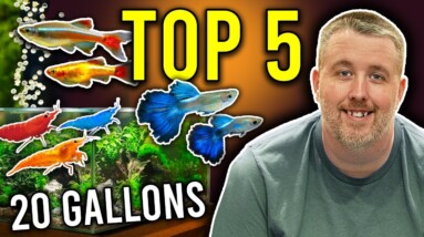 Top 5 Most Interesting Breeding Projects for 20 Gallon Tanks!