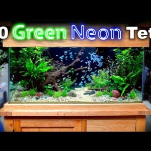The Green Neon Tank: 150 Fish in EPIC 1st Shop Aquarium Build (Aquascape Tutorial)