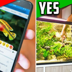 5 Tips and Tricks to Being Successful with Aquariums
