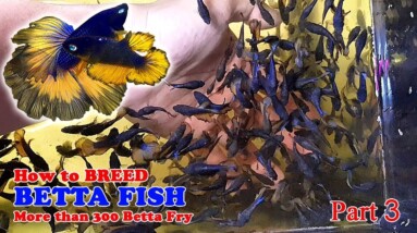 Part 3 - How To Betta Fish Breeding More Than 300 Betta Fry Mustard Gas Rose Tail Halfmoon