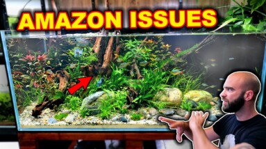 AMAZON Mystery! Bacteria DIE OFF?? Murky Water! (what caused it?)