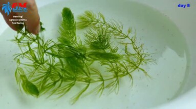 betta breeding full