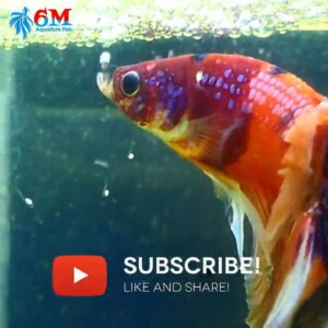 Betta Fish: Caring for his hundreds of eggs! #shorts