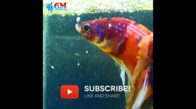 Betta Fish: Caring for his hundreds of eggs! #shorts