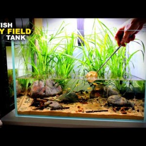 Ricefish Paddy Field Tank: REALISTIC Style Aquascape Tutorial