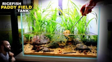 Ricefish Paddy Field Tank: REALISTIC Style Aquascape Tutorial