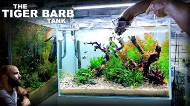 The Tiger Barb Tank: Beautiful Planted Aquarium (Aquascape Tutorial)