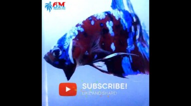 World's GRUMPIEST Betta Fish #shorts