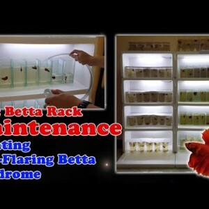 How to Easily Maintain Multiple Bettas | How to treat Non Flaring Betta Syndrome