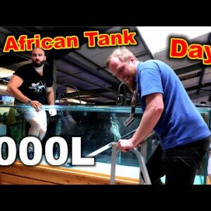 Building An 8ft - 1000L African River Tank (Day 1)