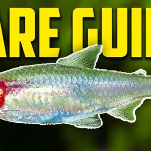 How To Keep Rummynose Tetras [Care Guide]