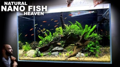 Natural Nano Fish Heaven: EPIC 3ft Aquascape Tutorial