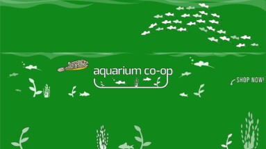 What makes a good aquarium? Live Stream