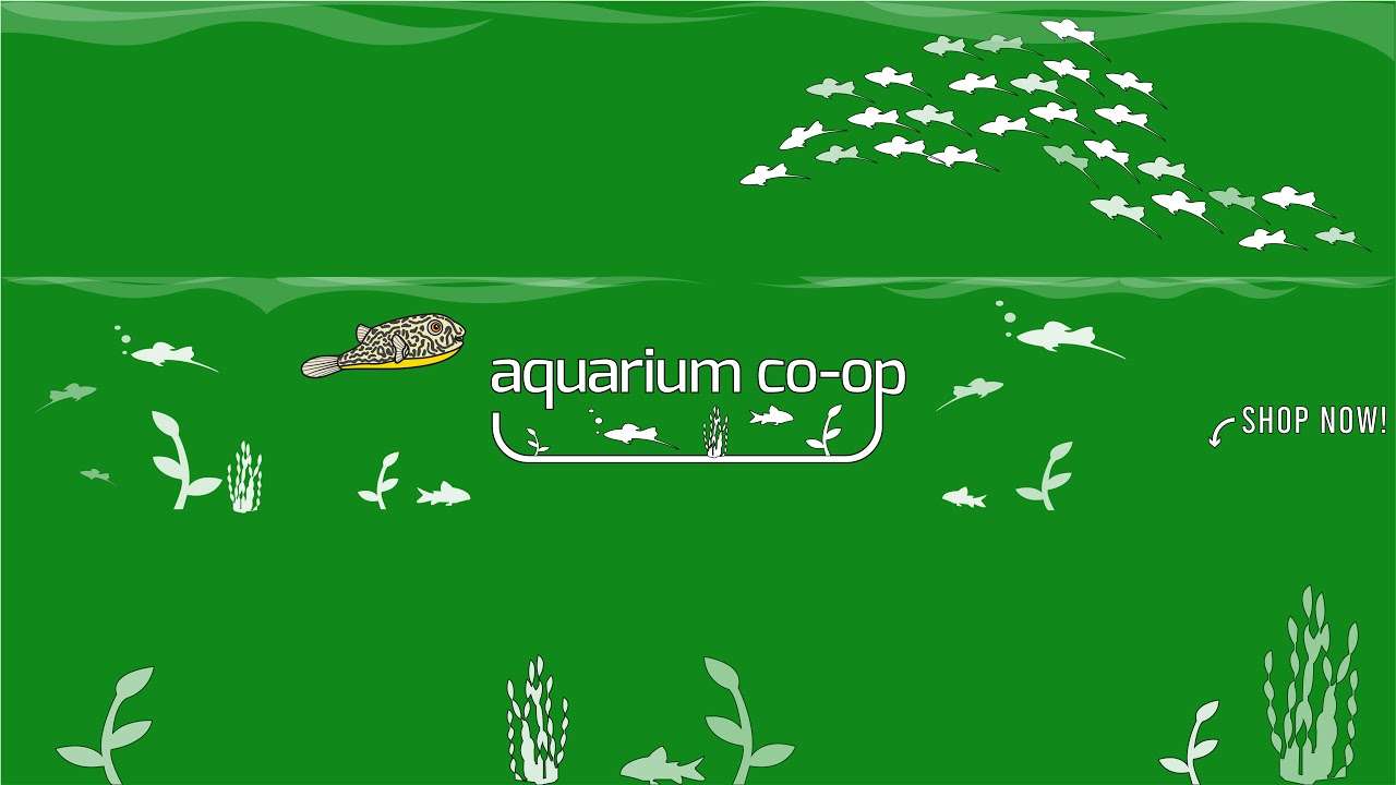 What Makes A Good Aquarium? Live Stream