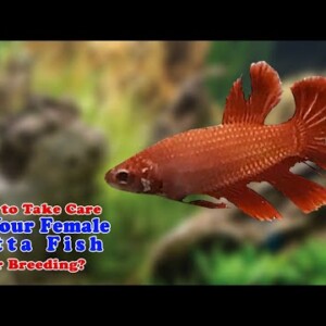 How to take care of your female betta after breeding | Breeding Over Halfmoon Red Betta Pair