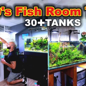 EPIC Fish Rooms Tour & Feeding 1000's of Fish!! (must see!!)