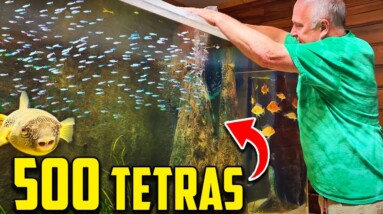 Finally Adding MORE Fish to My 800 Gallon Puffer Aquarium