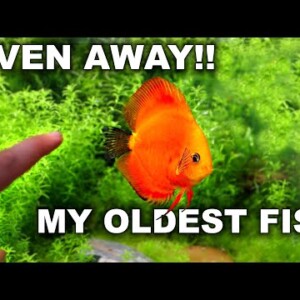 Giving Away My Oldest Fish...Emotional But RIGHT!