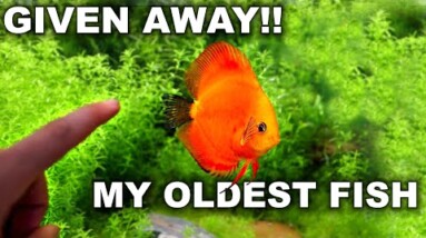 Giving Away My Oldest Fish...Emotional But RIGHT!