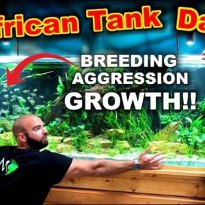OH NO!!... BUILDING AN 8FT AFRICAN RIVER TANK: WEEK 2!!