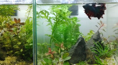 Planted Betta Tanks for my Rose Tail Bettas | Breeding Betta Tanks