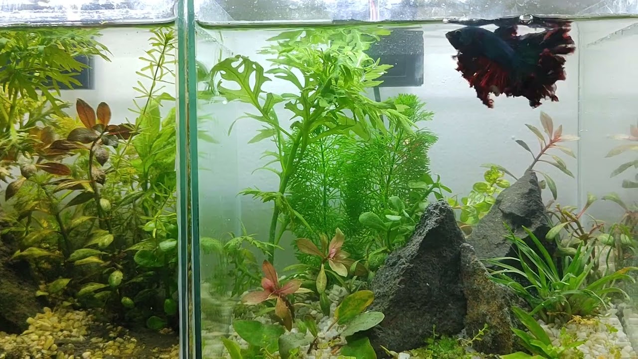 Planted Betta Tanks For My Rose Tail Bettas Breeding Betta Tanks