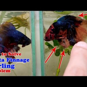 How to Solve Betta Finnage Curling Problem | Koi Multicolored Bettas in Auto Water Change Betta Rack