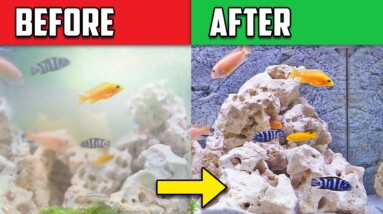 5 Reasons Your Aquarium Looks Cloudy (And How to Fix It!)