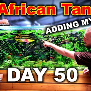 Building An 8ft - 1000L African River Tank: ADDING MY FISH! (Day 50)