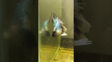 Halfmoon Betta Fish #shorts