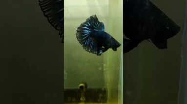 Halfmoon Betta Fish #shorts
