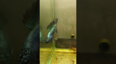 Halfmoon Betta Fish #shorts