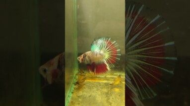 Halfmoon Betta Fish #shorts