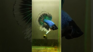 Halfmoon Betta Fish #shorts