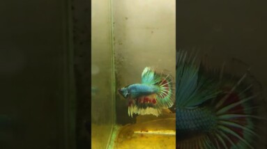 Halfmoon Betta Fish #shorts