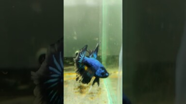 Halfmoon Betta Fish #shorts