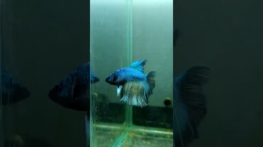 Halfmoon Betta Fish #shorts #bettafish