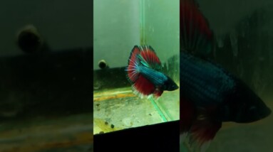 Halfmoon Betta Fish #shorts #bettafish