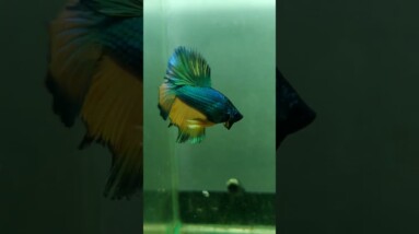 Halfmoon Betta Fish #shorts #bettafish