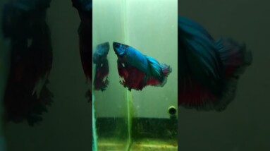 Halfmoon Betta Fish #shorts #bettafish