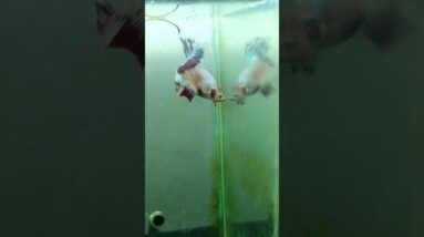 Halfmoon Betta Fish #shorts #bettafish