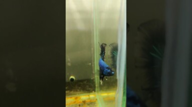 Halfmoon Betta Fish #shorts